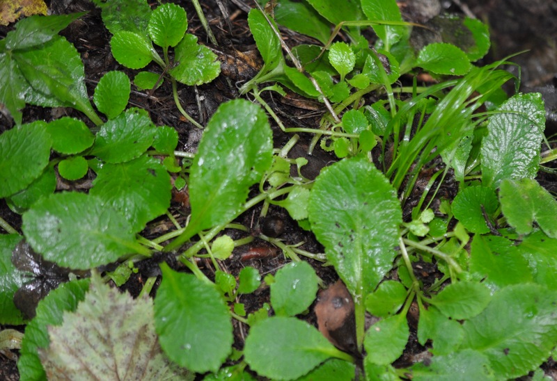 Image of Chrysosplenium pseudofauriei specimen.