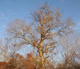 Populus alba