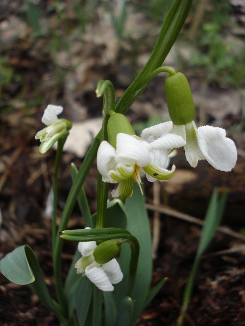 Изображение особи Galanthus graecus.