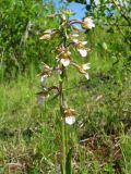 Epipactis palustris