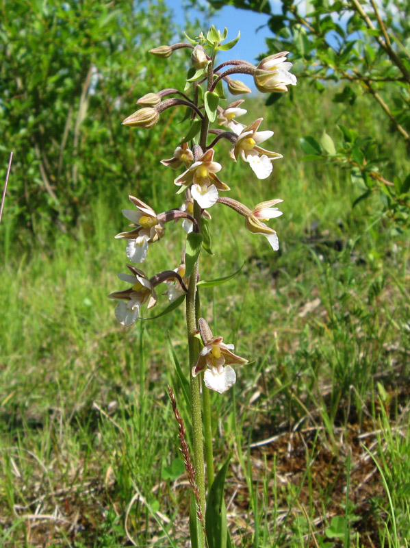 Image of Epipactis palustris specimen.