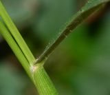 Setaria adhaerens