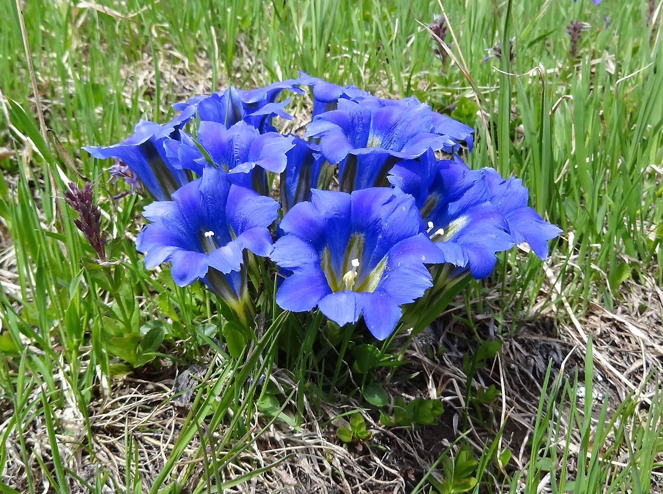 Изображение особи Gentiana grandiflora.