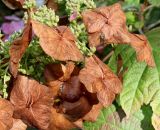 Hydrangea quercifolia