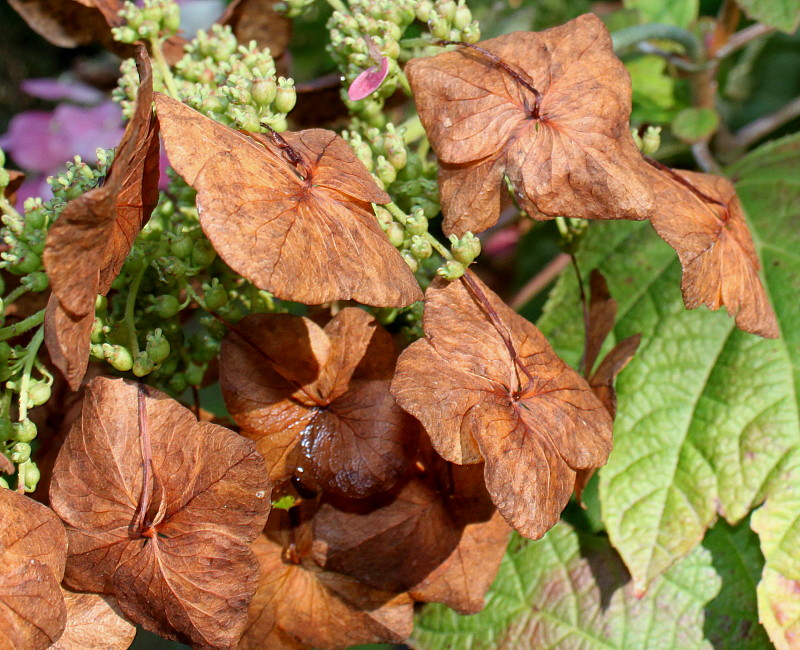 Image of Hydrangea quercifolia specimen.