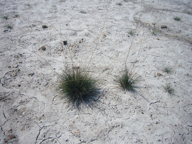 Image of Deschampsia tzvelevii specimen.