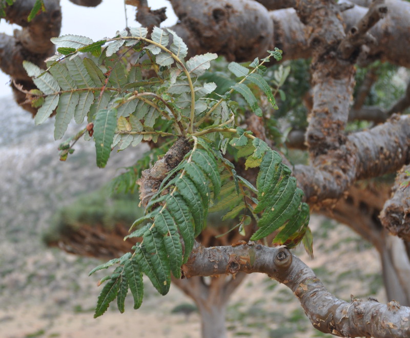 Изображение особи Boswellia elongata.