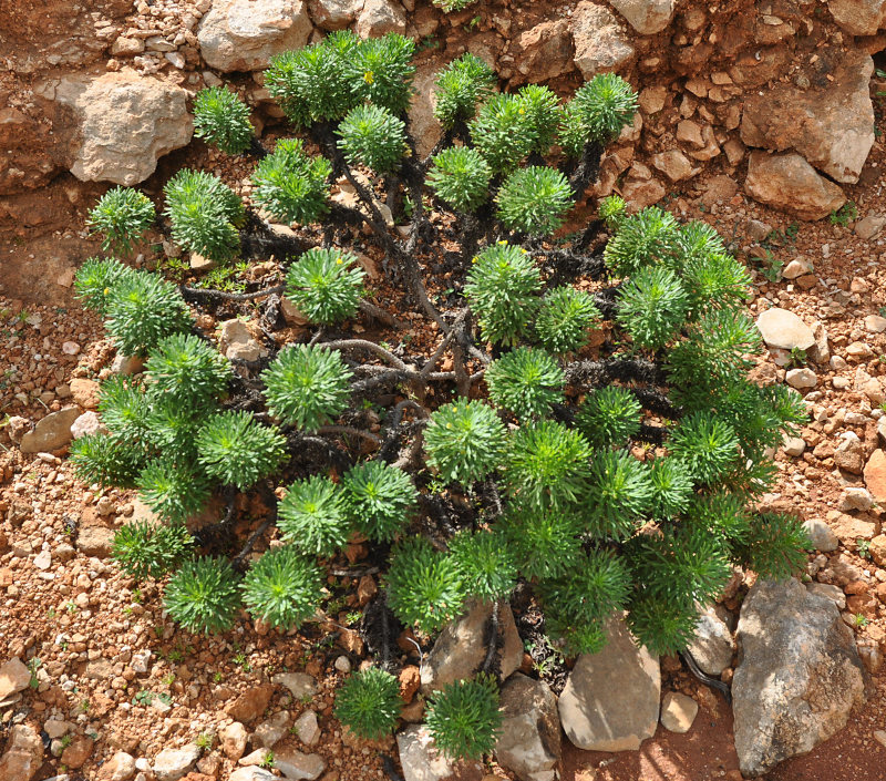 Image of Euryops arabicus specimen.