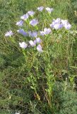 Linum hirsutum. Цветущее растение. Украина, г. Запорожье, пос. Солнечный, балка Березноватая. 24.07.2011.