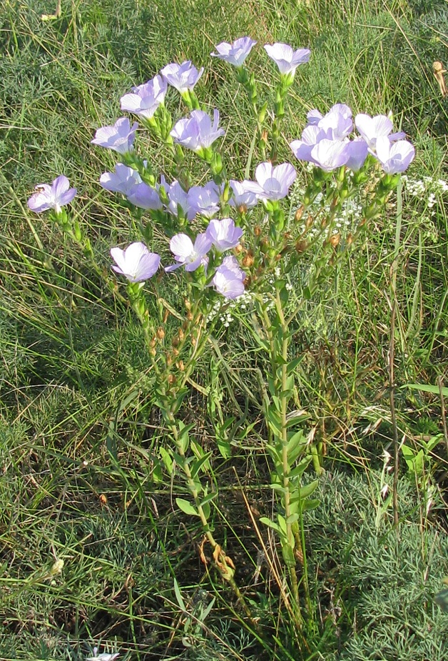 Image of Linum hirsutum specimen.