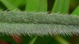 Echium angustifolium