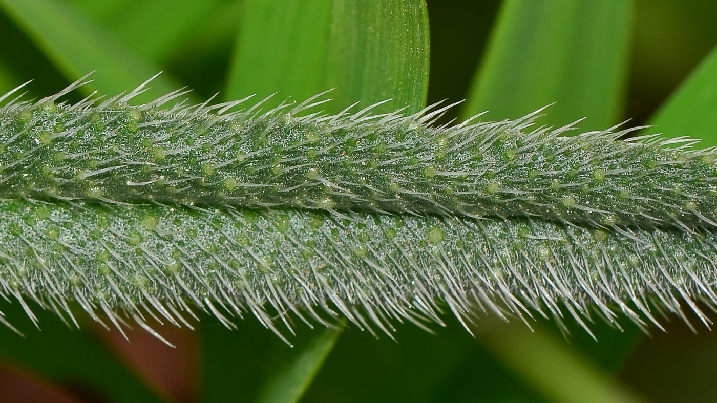 Image of Echium angustifolium specimen.