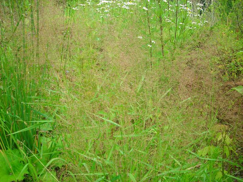 Изображение особи Agrostis gigantea.