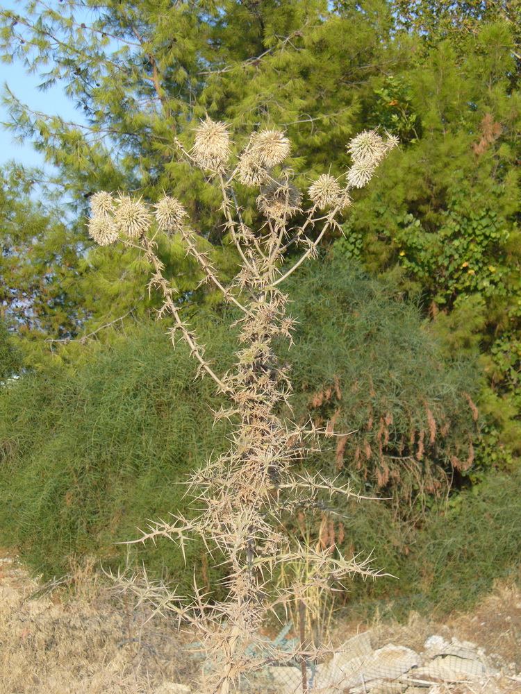 Изображение особи Echinops spinosissimus.