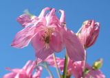 Aquilegia vulgaris