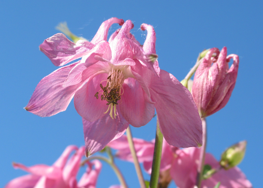 Image of Aquilegia vulgaris specimen.