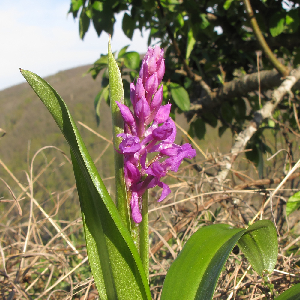 Изображение особи Orchis mascula.