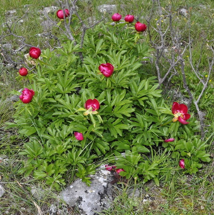 Изображение особи Paeonia peregrina.