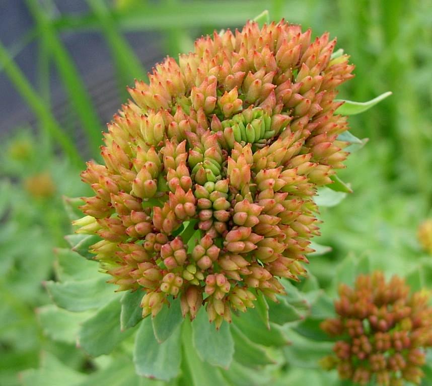 Изображение особи Rhodiola rosea.