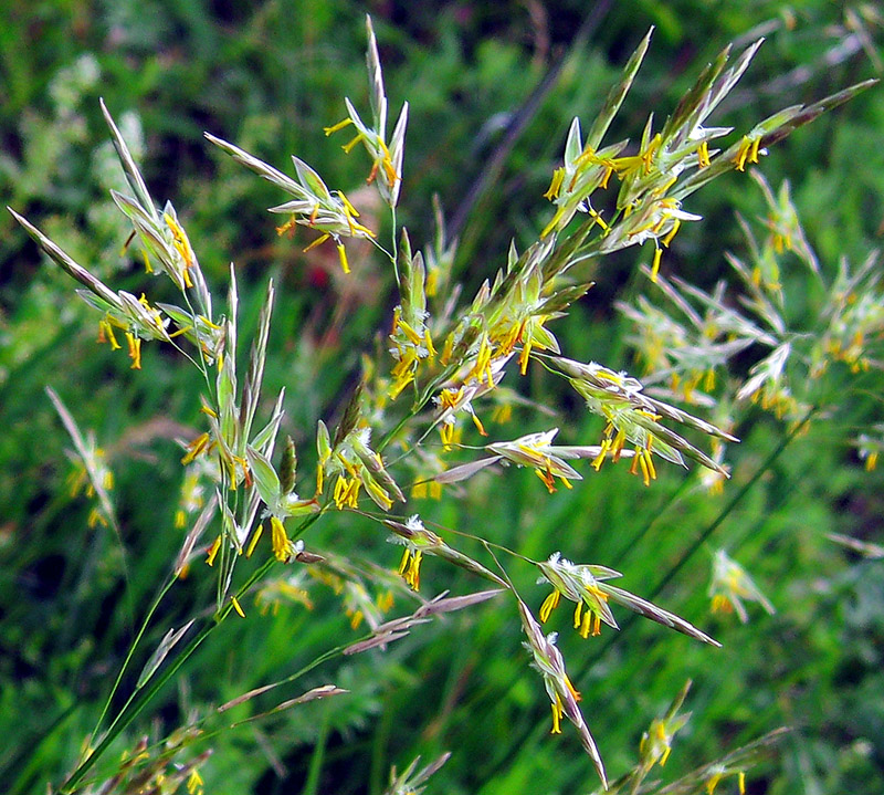 Изображение особи Bromopsis inermis.