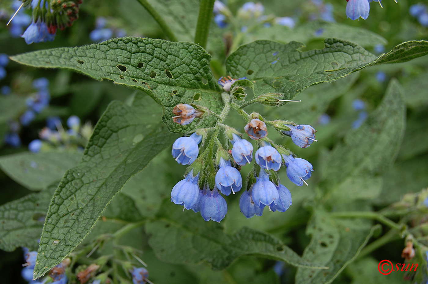 Изображение особи Symphytum caucasicum.