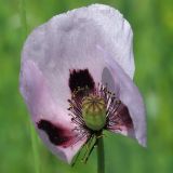 Papaver