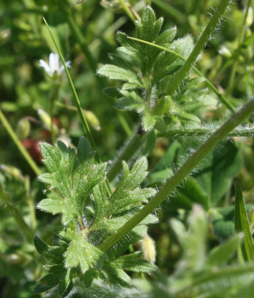 Image of Ranunculus bulbosus specimen.