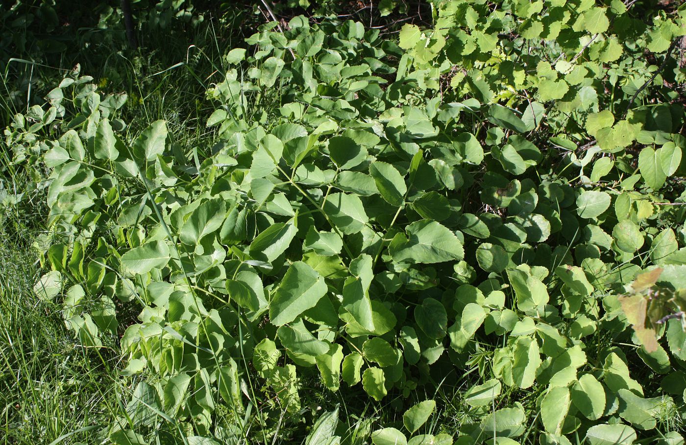 Изображение особи Laserpitium latifolium.