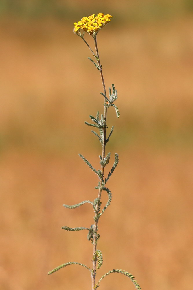 Изображение особи Achillea leptophylla.