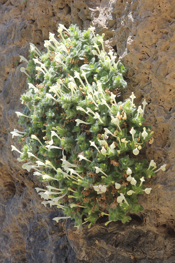 Image of Scutellaria immaculata specimen.