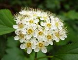 Physocarpus opulifolius. Соцветие. Ярославль, Петропавловский парк. 8 июня 2014 г.