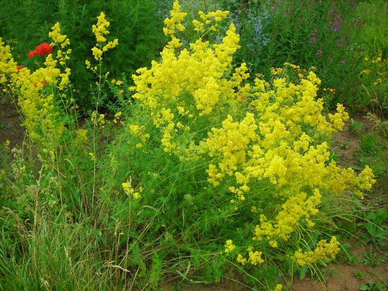 Изображение особи Galium verum.