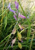 Polygala major