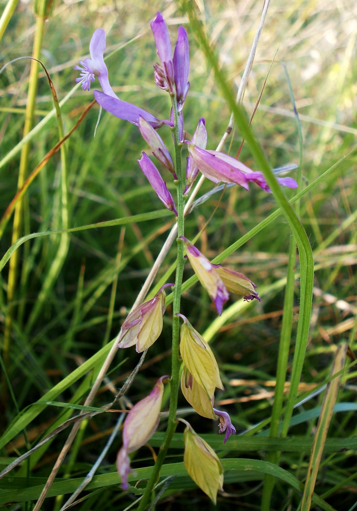 Image of Polygala major specimen.