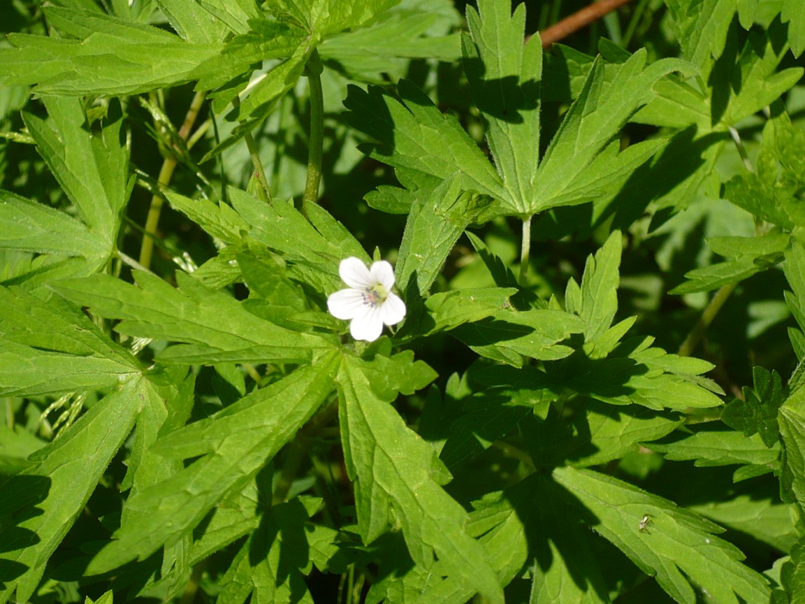 Изображение особи Geranium sibiricum.
