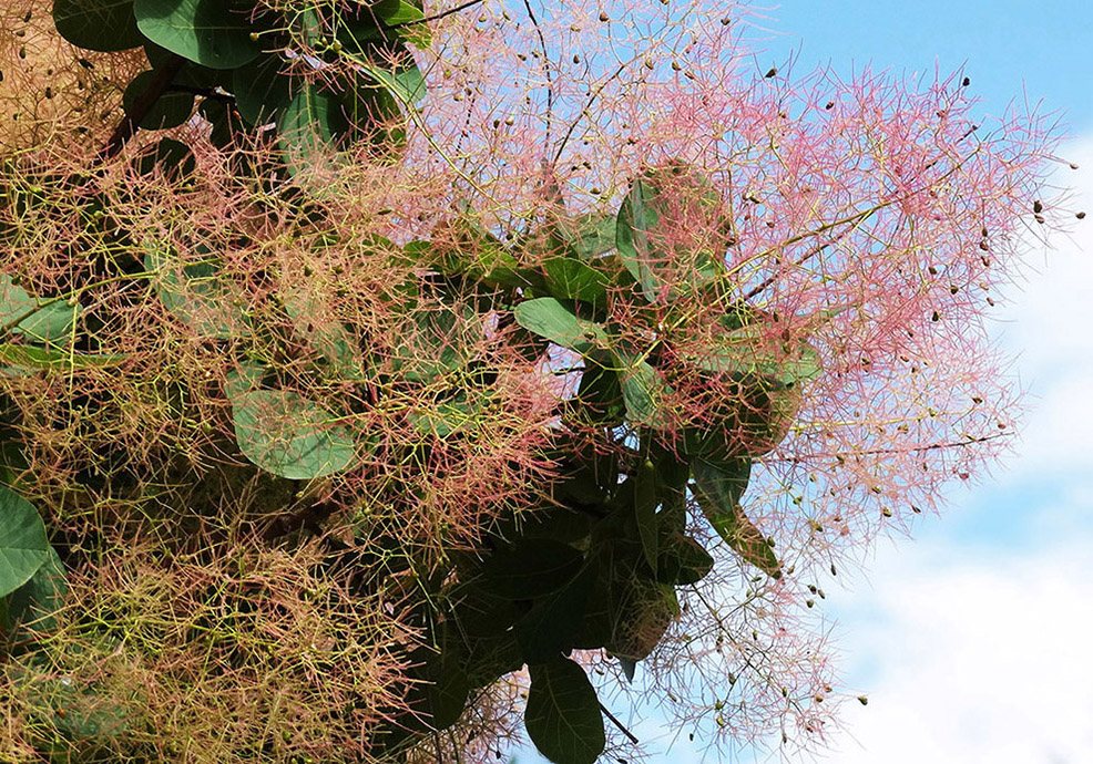 Изображение особи Cotinus coggygria.