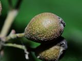 Sorbus torminalis