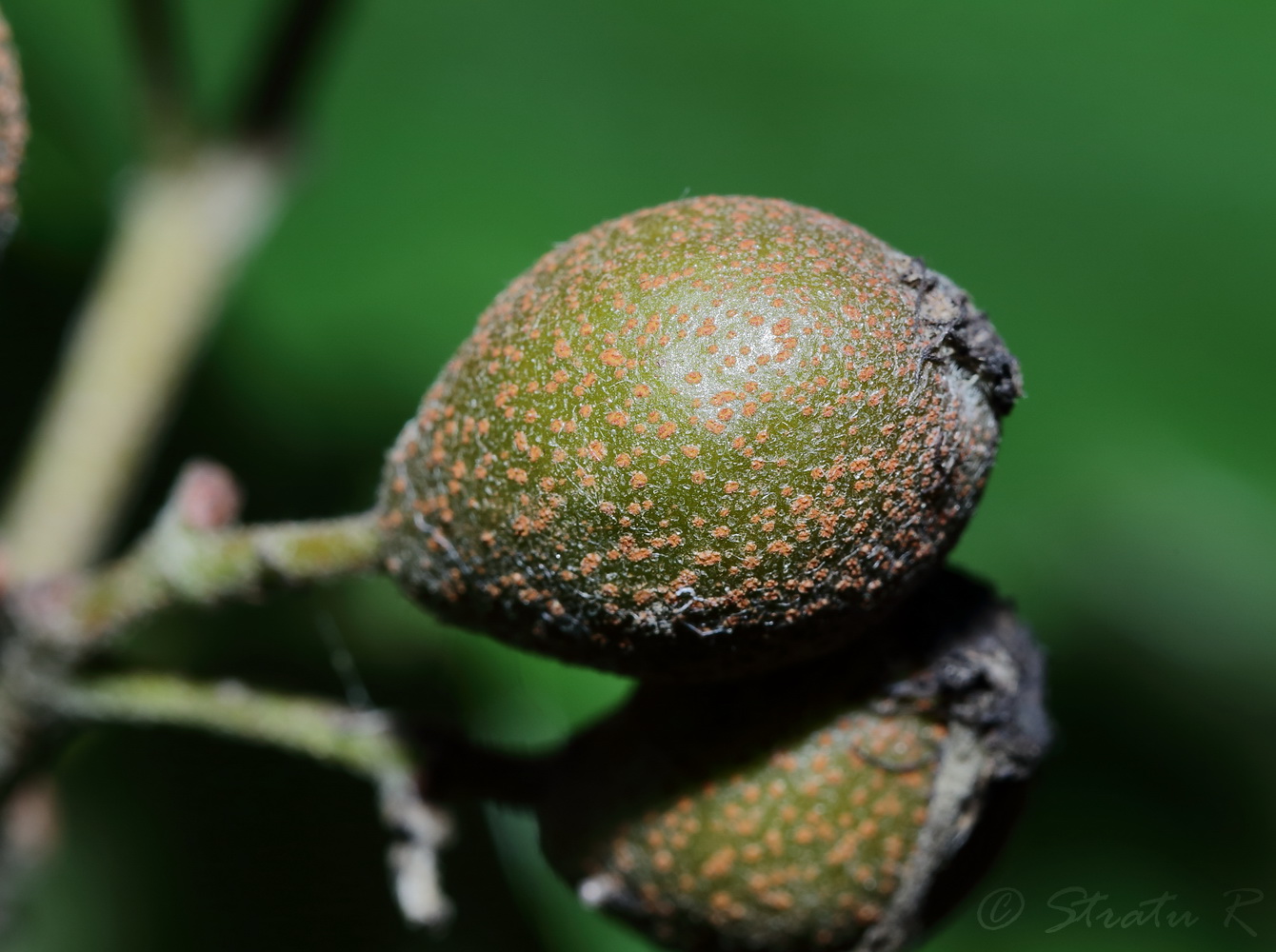 Изображение особи Sorbus torminalis.