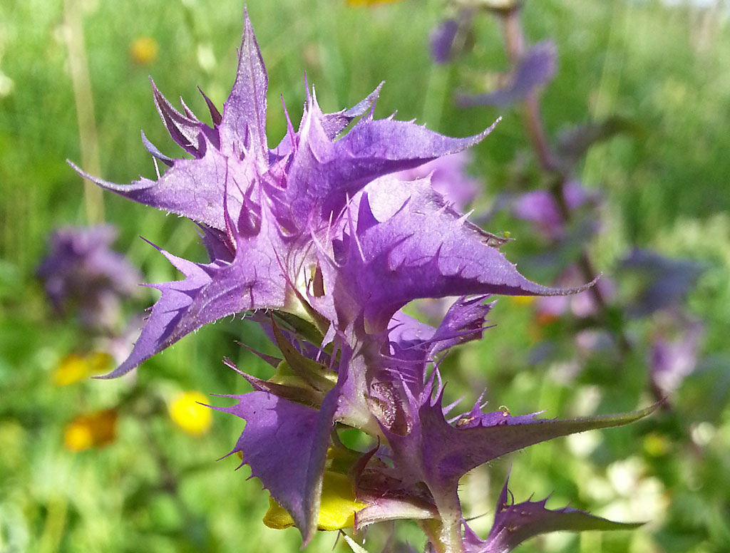 Изображение особи Melampyrum nemorosum.