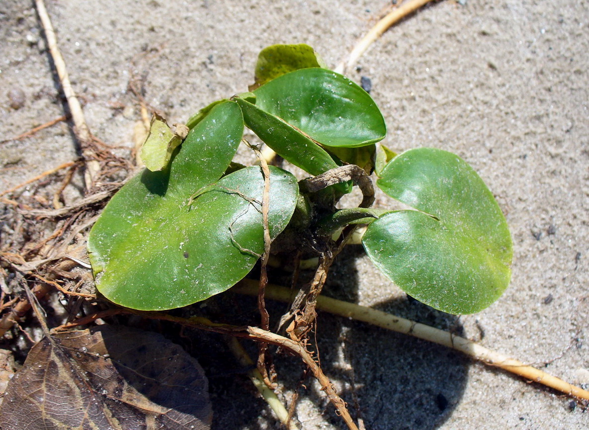 Изображение особи семейство Nymphaeaceae.