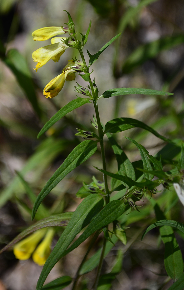 Image of Melampyrum pratense specimen.