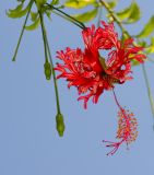 Hibiscus schizopetalus