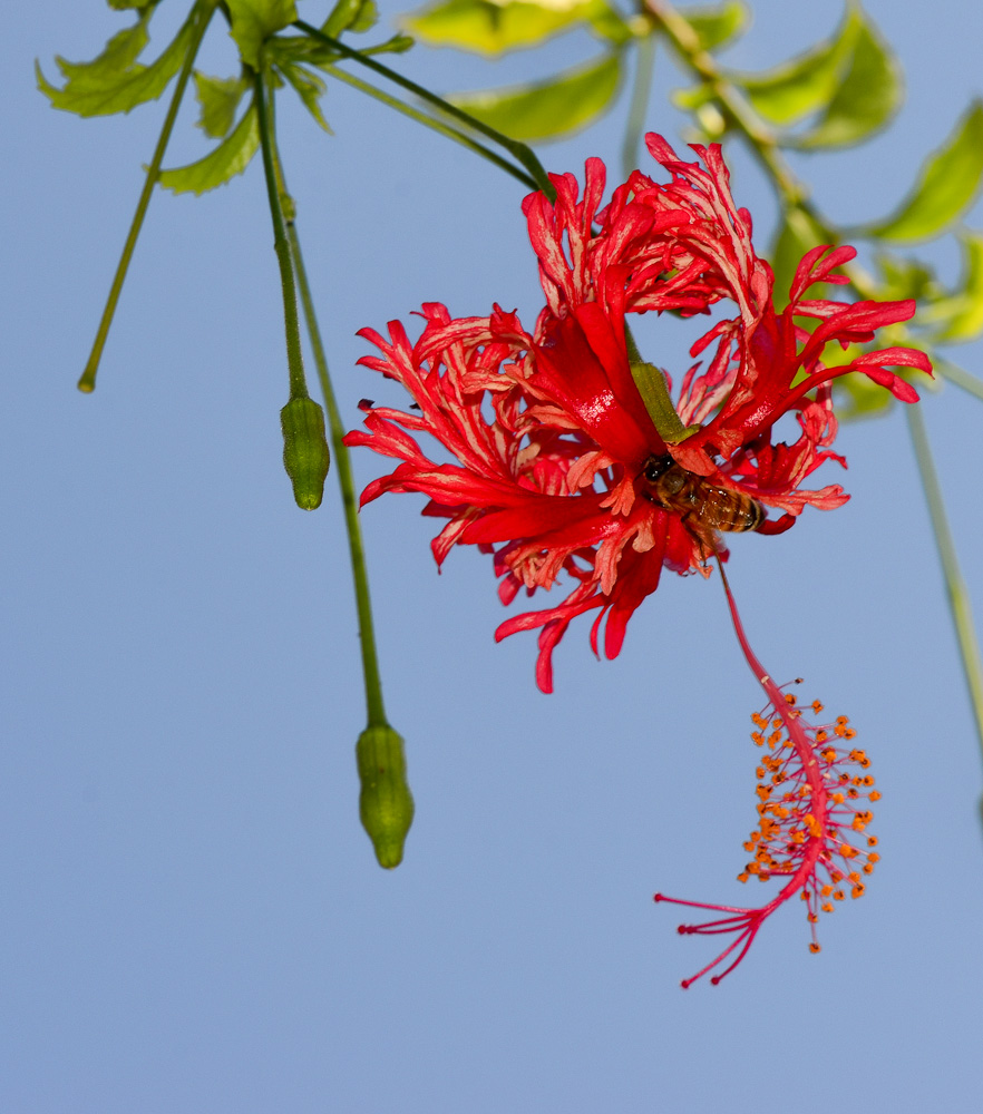 Изображение особи Hibiscus schizopetalus.