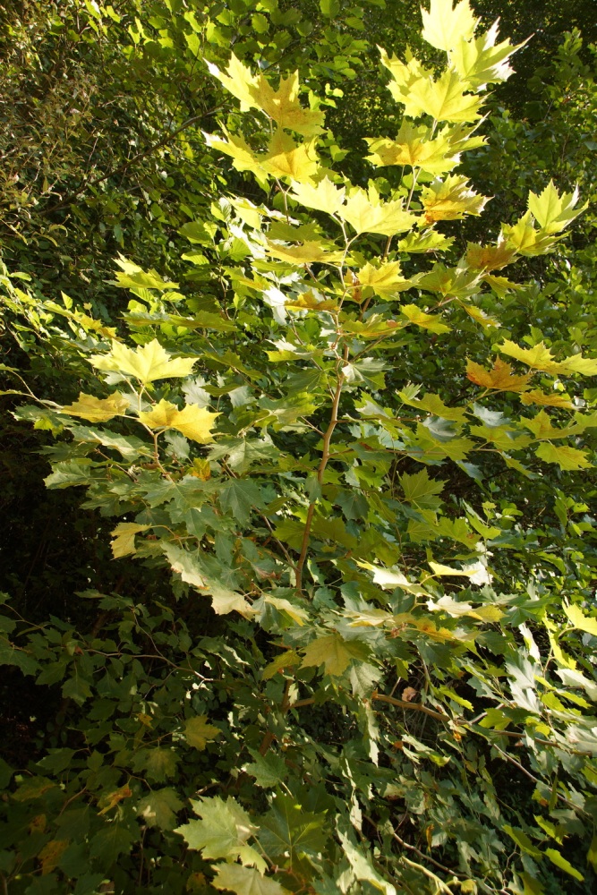 Изображение особи Platanus &times; acerifolia.