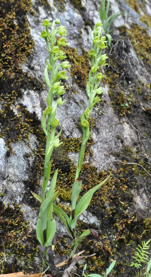 Изображение особи род Coccineorchis.