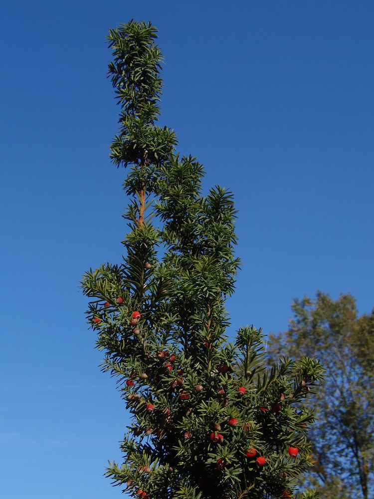 Изображение особи Taxus baccata.