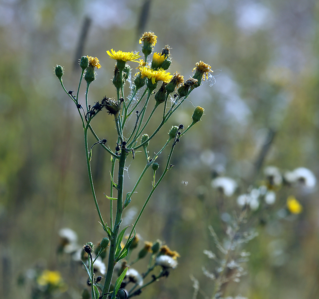 Изображение особи Hieracium umbellatum.