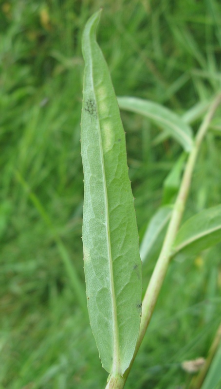 Изображение особи Lactuca sibirica.