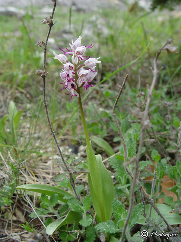 Image of Orchis simia specimen.