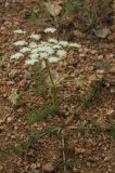 Schrenkia involucrata